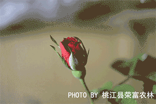 玫瑰花開